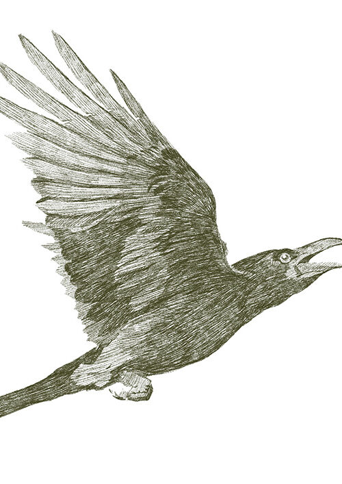 A Raven 1