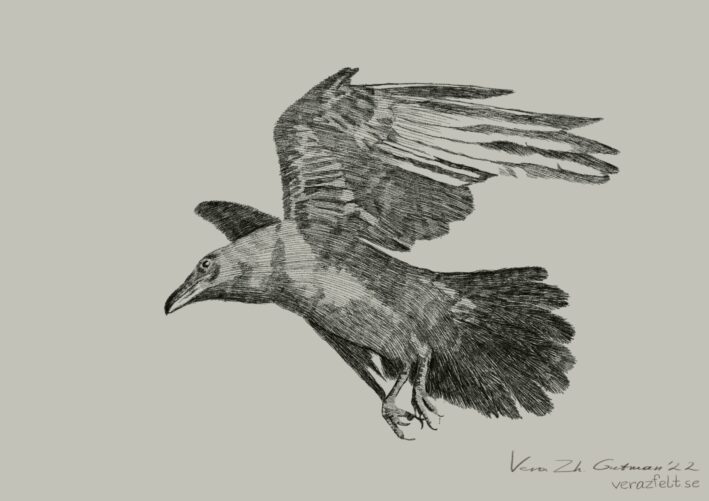 A Raven 2 - Image 2
