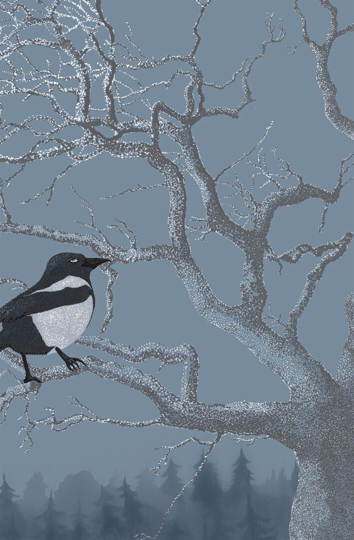Mysterious magpie - Image 2